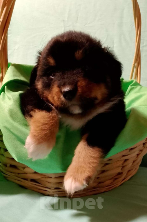 Собаки в других городах Ленинградской области: Щенок миниатюрной американской овчарки Мальчик, Бесплатно - фото 1