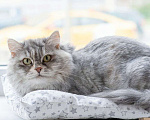 Кошки в Москве: Кошечка Дымка – пушистое чудо Девочка, Бесплатно - фото 1