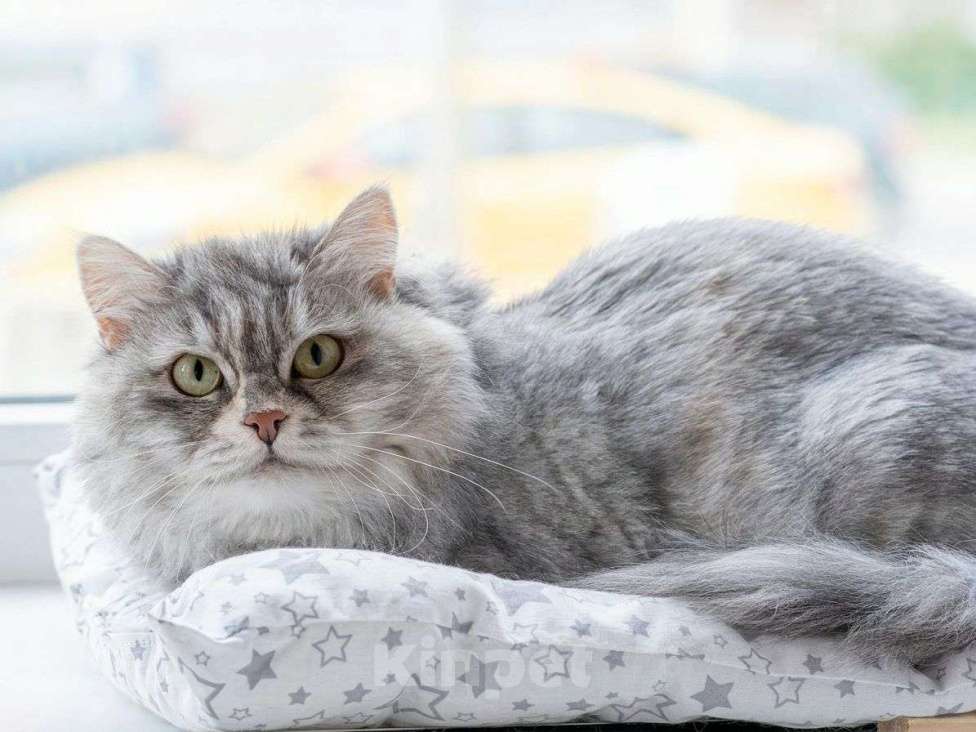 Кошки в Москве: Кошечка Дымка – пушистое чудо Девочка, Бесплатно - фото 1