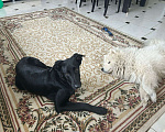 Собаки в Щелково: Собака в добрые руки Мальчик, 9 руб. - фото 4