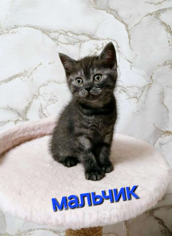 Кошки в Тольятти: Котенок скотишш страйт Мальчик, Бесплатно - фото 2