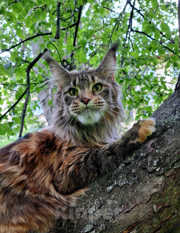 Кошки в Санкт-Петербурге: Котята мейн-кун Девочка, 30 000 руб. - фото 5