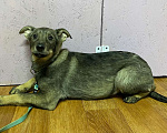 Собаки в Клине: Фрэдди Мальчик, Бесплатно - фото 6