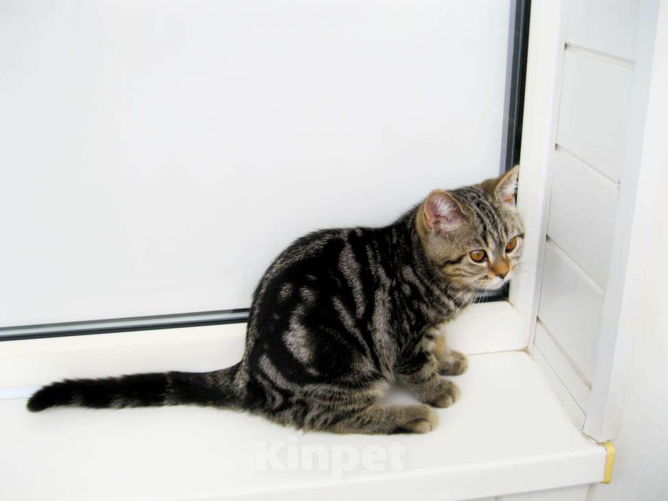 Кошки в Ставрополе: Котенок черный мраморный Мальчик, 5 000 руб. - фото 3