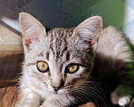 Кошки в Самаре: Котёнок в добрые руки Девочка, Бесплатно - фото 3