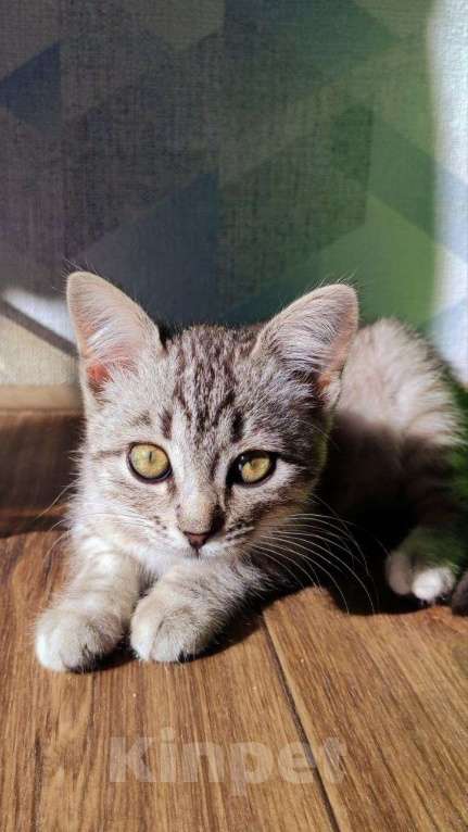 Кошки в Самаре: Котёнок в добрые руки Девочка, Бесплатно - фото 3