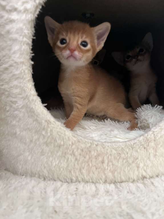 Кошки в Москве: Абиссинские котята Девочка, 60 000 руб. - фото 2
