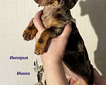Собаки в Москве: Шоколадно Мраморные Стандартные Таксы Девочка, 50 000 руб. - фото 8