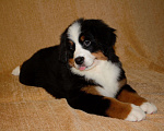 Собаки в других городах Московской области: Бернский зенненхунд Девочка, 120 000 руб. - фото 6