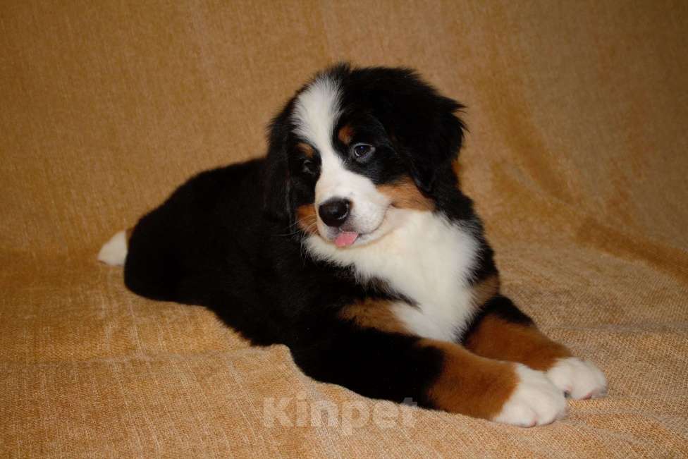 Собаки в других городах Московской области: Бернский зенненхунд Девочка, 120 000 руб. - фото 6