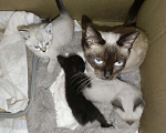 Кошки в Пензе: сиамская кошка Мальчик, Бесплатно - фото 1