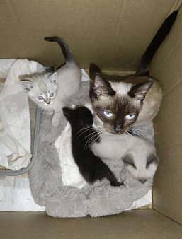 сиамская кошка