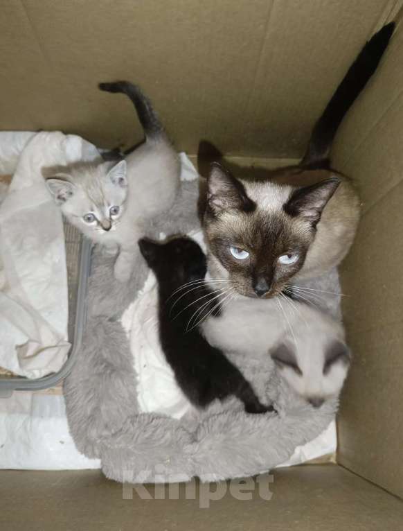 Кошки в Пензе: сиамская кошка Мальчик, Бесплатно - фото 1