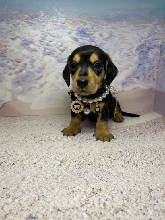 Собаки в Москве: Такса мини мальчик клубный Мальчик, 45 000 руб. - фото 3