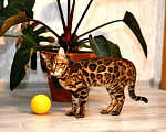 Кошки в других городах Краснодарского края: Азиатские леопардовые бенгальские котята Девочка, 80 000 руб. - фото 3