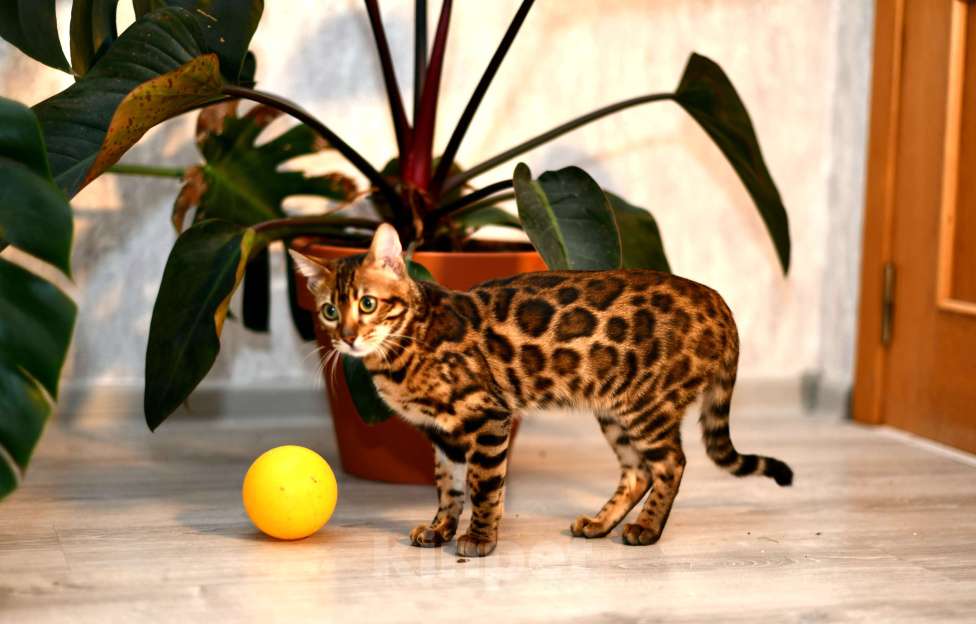 Кошки в других городах Краснодарского края: Азиатские леопардовые бенгальские котята Девочка, 80 000 руб. - фото 3