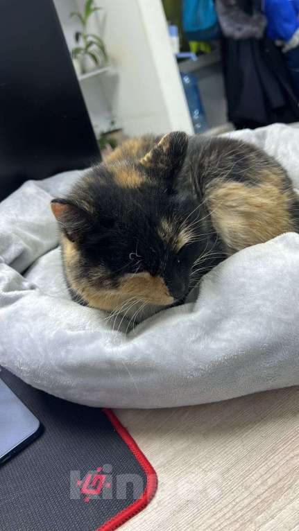 Кошки в Якутске: отдам в добрые руки  Девочка, Бесплатно - фото 1