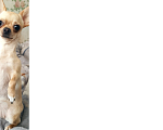 Собаки в Ростове-на-Дону: омогите найти чихуа Девочка, 5 000 руб. - фото 3