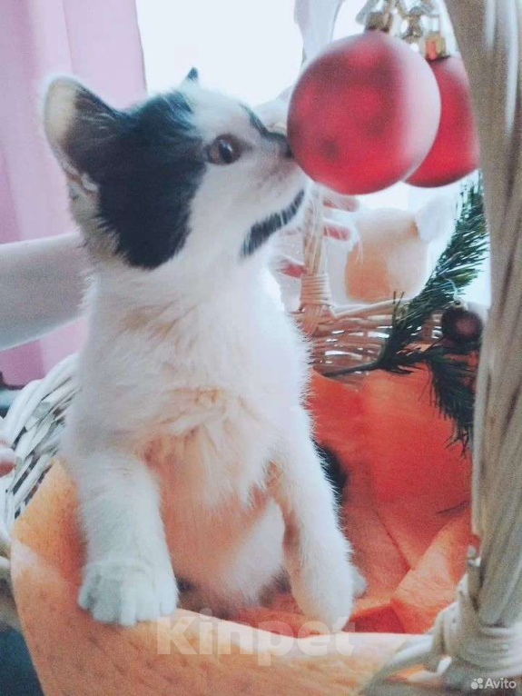 Кошки в других городах Московской области: Крошка Эли ищет семью Девочка, Бесплатно - фото 3