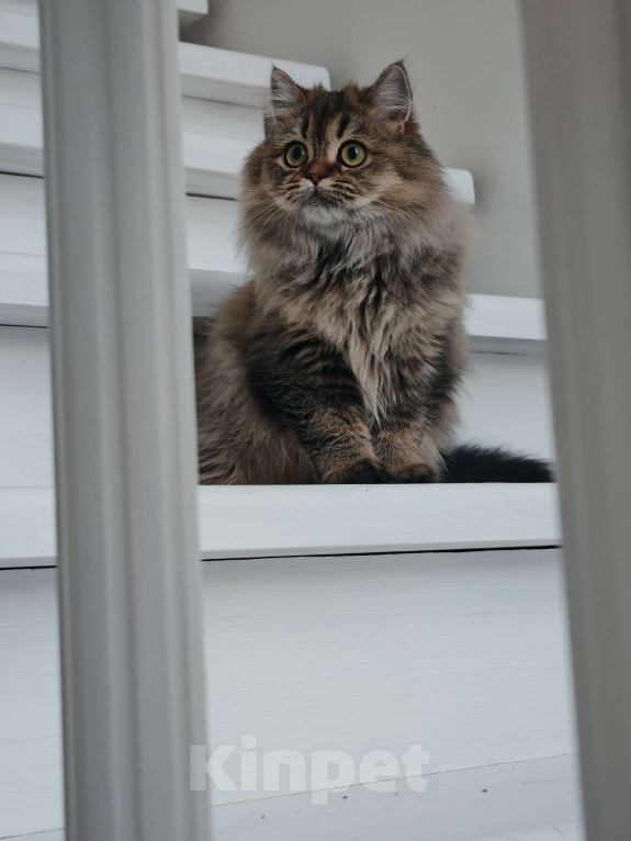 Кошки в Москве: Длинношертсная шотландская кошечка Девочка, 50 000 руб. - фото 1