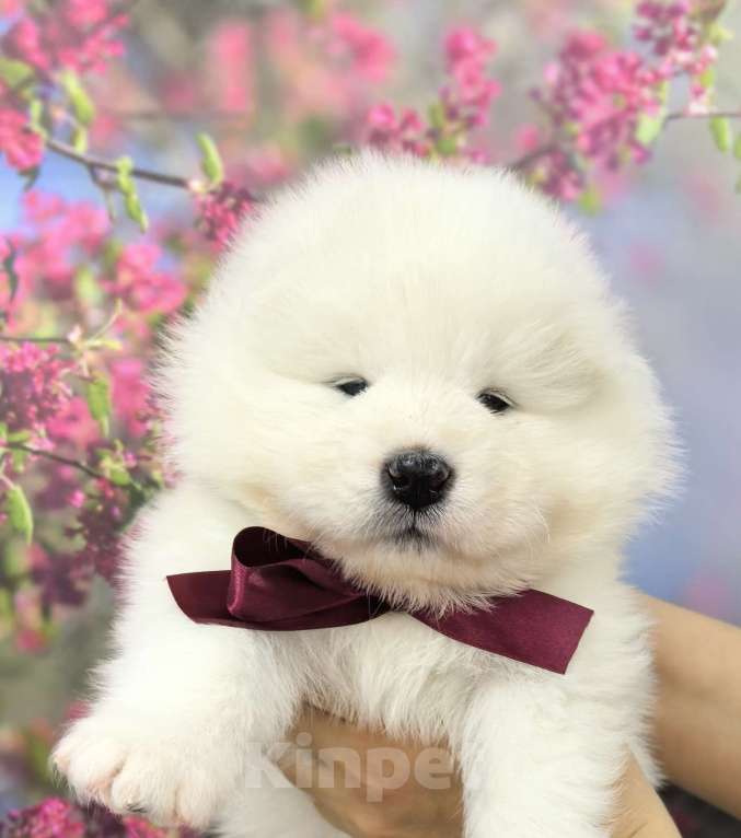 Собаки в Саяногорске: Щенки самоеда Мальчик, 70 000 руб. - фото 2