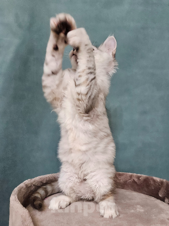 Кошки в Мытищах: Котёнок Мейн-кун Девочка, 40 000 руб. - фото 10