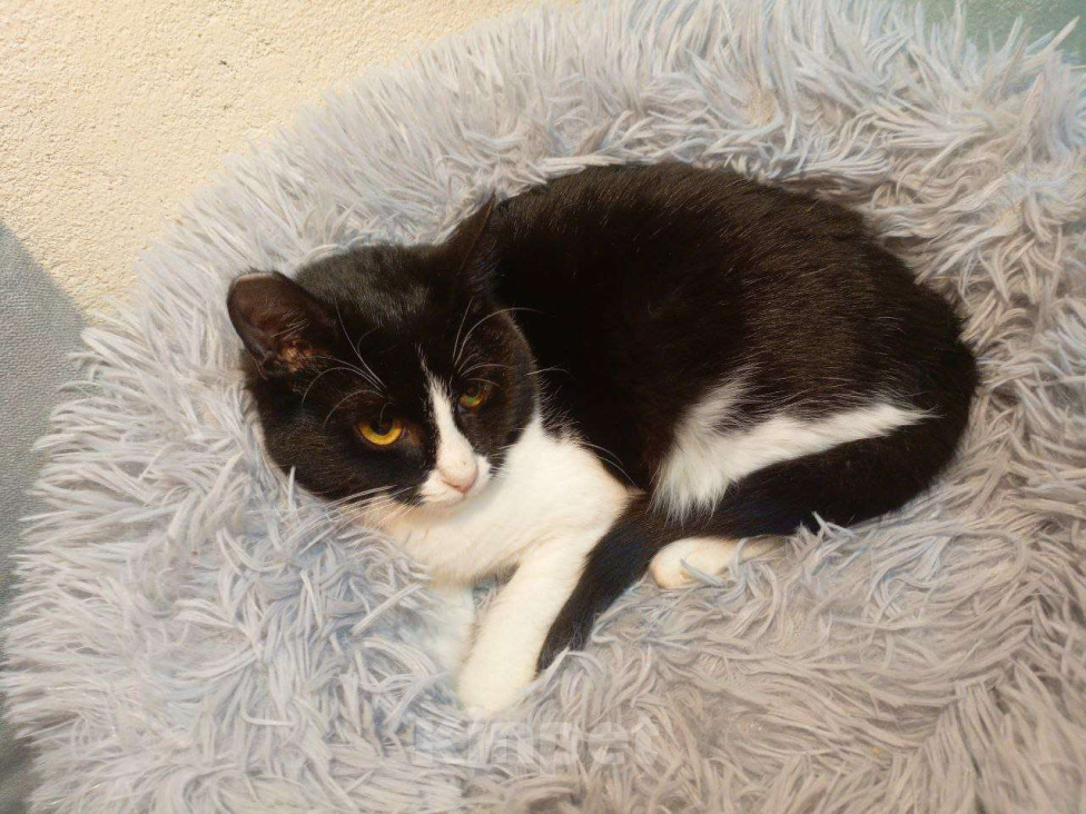 Кошки в Москве: Юная Софи ищет семью Девочка, Бесплатно - фото 9