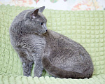 Кошки в Москве: Роскошный молодой кот Сапфир в добрые руки Мальчик, Бесплатно - фото 5