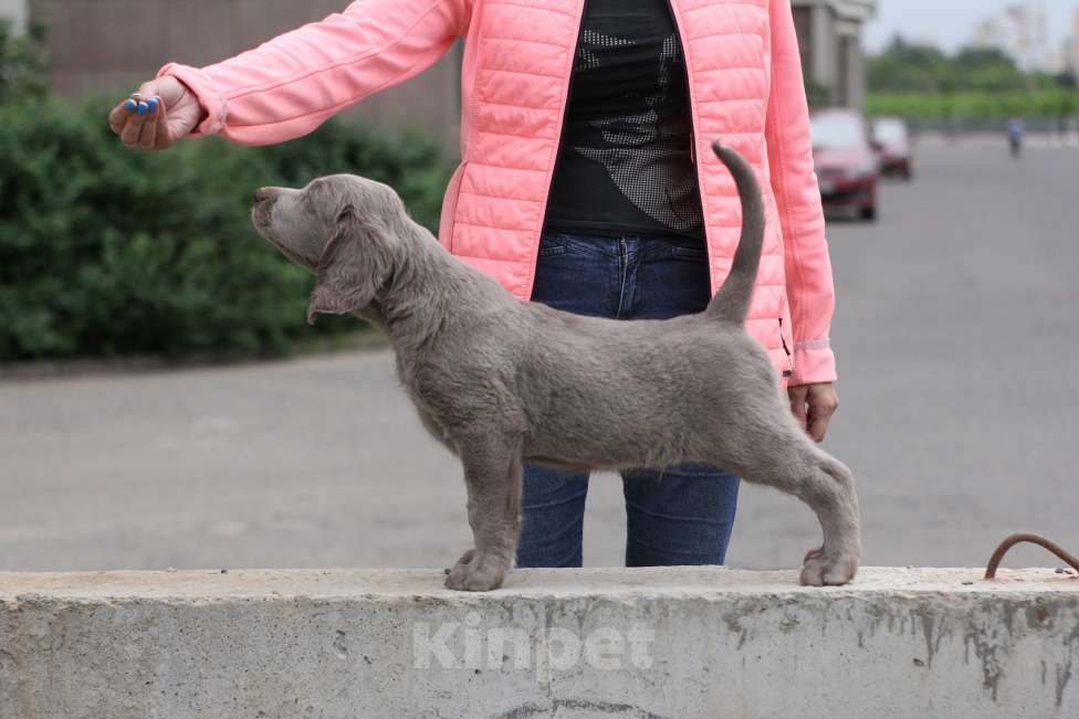 Собаки в Москве: Веймаранер длинношерстный Мальчик, Бесплатно - фото 2