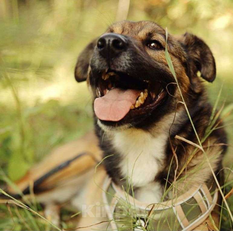 Собаки в Москве: Ищет дом Рыжик Мальчик, Бесплатно - фото 2