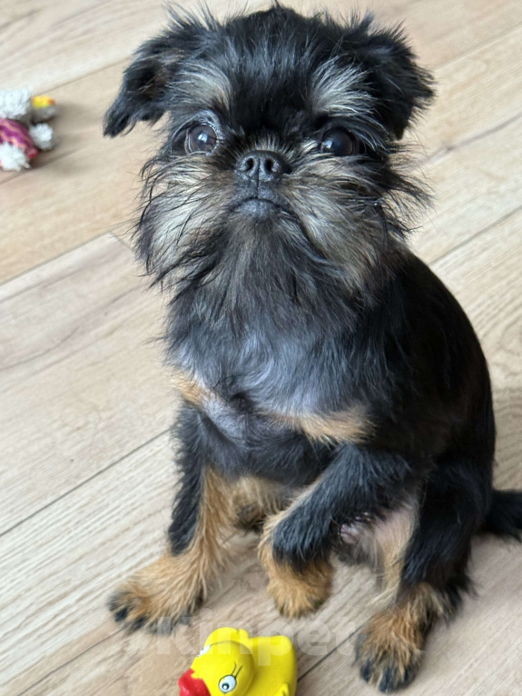 Собаки в Перми: Шикарные щенки бельгийского гриффона Девочка, 40 000 руб. - фото 4