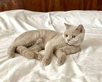 Кошки в Санкт-Петербурге: Ласковые британские котята Мальчик, 20 000 руб. - фото 1