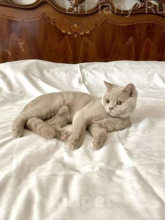 Кошки в Санкт-Петербурге: Ласковые британские котята Мальчик, 20 000 руб. - фото 1