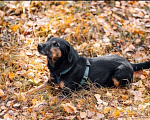 Собаки в Москве: Метис ягдтерьера в добрые руки Мальчик, Бесплатно - фото 7