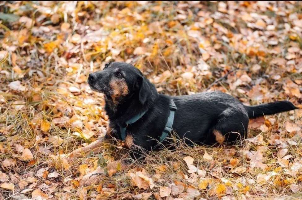 Собаки в Москве: Метис ягдтерьера в добрые руки Мальчик, Бесплатно - фото 7