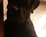 Собаки в Краснодаре: Вязка Кане-Корсо, 5 000 руб. - фото 6