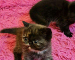 Кошки в Кемерово: Персидский котенок., 15 000 руб. - фото 7