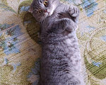 Кошки в Палласовке: Вязка, 1 000 руб. - фото 2