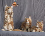 Кошки в Добрянке: Мейн кун, 40 000 руб. - фото 4