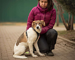 Собаки в Москве: Молодая девочка Эва из приюта ищет дом Девочка, 10 руб. - фото 4