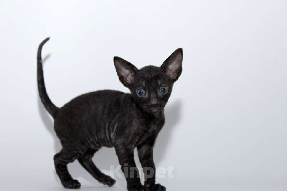 Кошки в Москве: малыши к резервированию. питомник Корнелита Мальчик, 70 000 руб. - фото 2