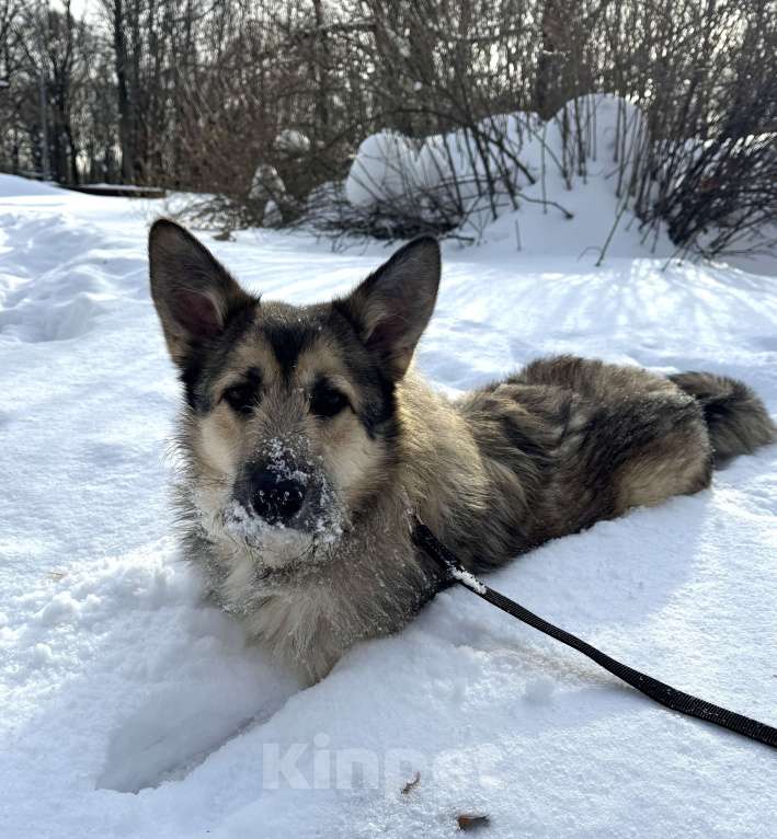 Собаки в Москве: Собака бесплатно в Москве Мальчик, Бесплатно - фото 2