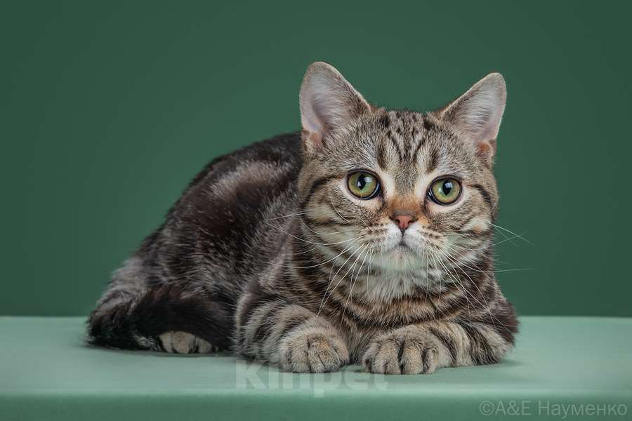 Кошки в Москве: Американский короткошерстный котёнок Мальчик, 85 000 руб. - фото 5