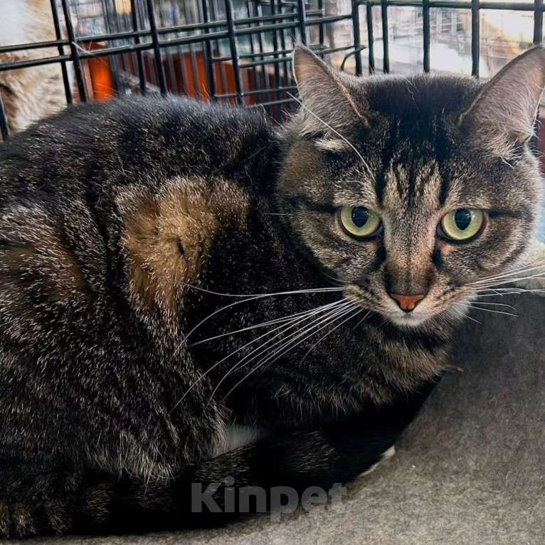 Кошки в Москве: Медуша живет в клетке 4 года Мальчик, Бесплатно - фото 4