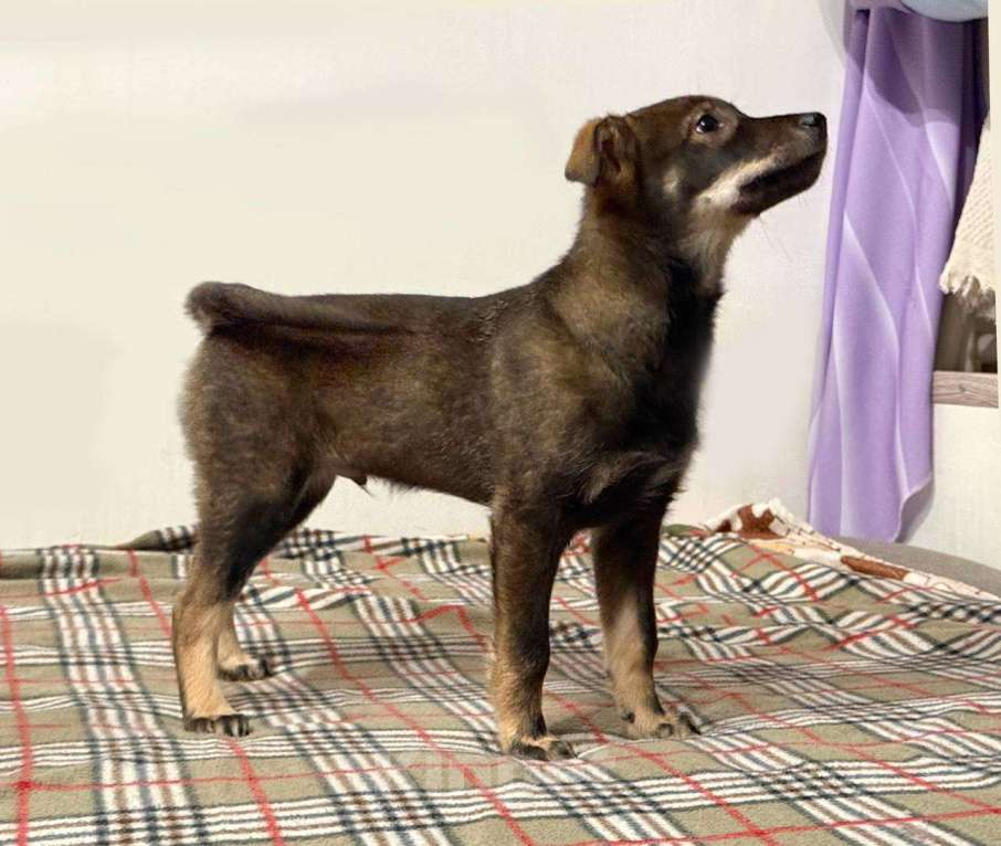 Собаки в Москве: Карапуз Марсель Мальчик, Бесплатно - фото 2