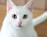 Кошки в Москве: Белый котенок Танго в добрые руки Мальчик, 1 руб. - фото 1