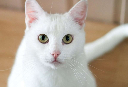 Объявление: Белый котенок Танго в добрые руки, 1 руб., Москва
