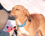 Собаки в Балашихе: Милый ласковый пёсик 1,5 г из приюта Мальчик, Бесплатно - фото 2
