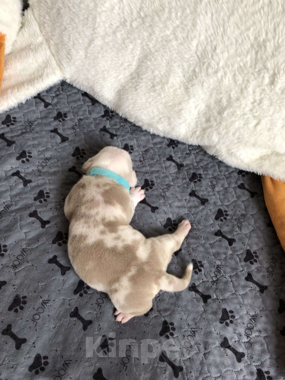 Собаки в Волгограде: Американский булли девочка покет Девочка, 100 000 руб. - фото 4