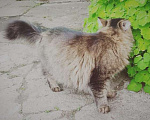 Кошки в других городах Омской области: Кошка в добрые руки отдам Девочка, Бесплатно - фото 6